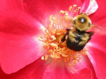 <em>I took this picture on Sunday. I like the bee.</em>